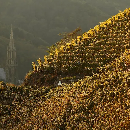 Les Rosiers Du Blosen *